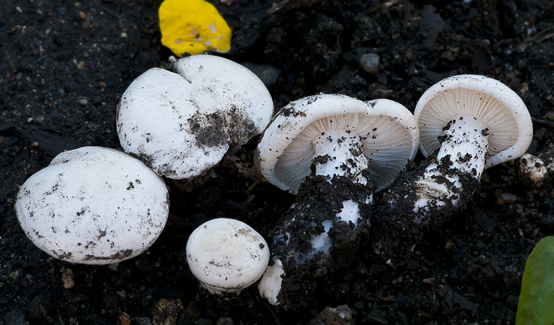 Calocybe constricta